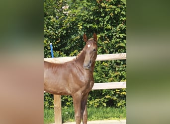 German Sport Horse, Mare, Foal (04/2024), 17 hh, Chestnut