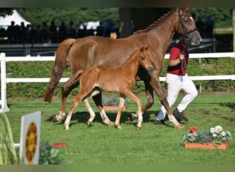 German Sport Horse, Mare, Foal (06/2025), 17 hh, Chestnut-Red German Sport Horse, Mare, Foal (06/2025), 17 hh, Chestnut-Red