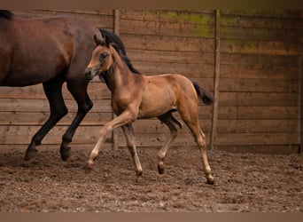 German Sport Horse, Mare, Foal (05/2025), Bay-Dark