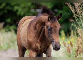 German Sport Horse, Mare, Foal (05/2025), Bay-Dark