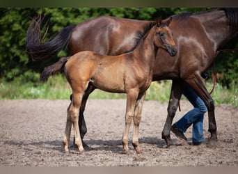 German Sport Horse, Mare, Foal (05/2025), Bay-Dark