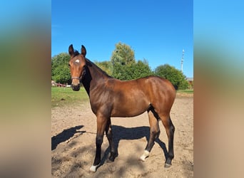 German Sport Horse, Mare, Foal (03/2026), Bay-Dark