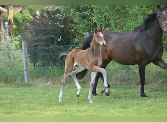 German Sport Horse, Mare, Foal (04/2025), Bay-Dark