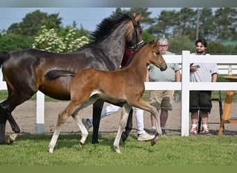 German Sport Horse, Mare, Foal (04/2025), Bay-Dark