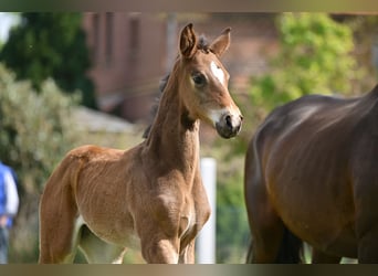 German Sport Horse, Mare, , Bay-Dark