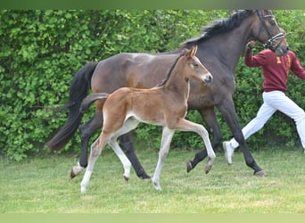 German Sport Horse, Mare, Foal (04/2025), Bay-Dark