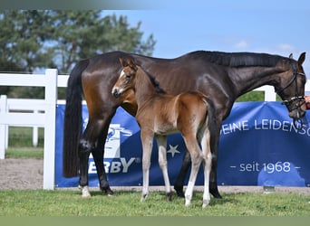 German Sport Horse, Mare, , Bay-Dark