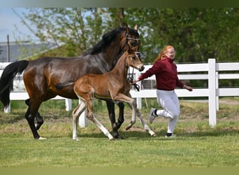 German Sport Horse, Mare, Foal (04/2025), Bay-Dark