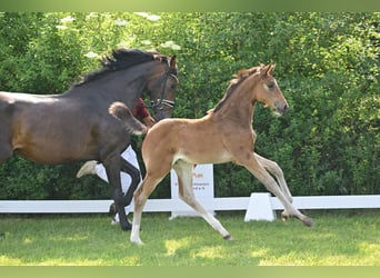 German Sport Horse, Mare, Foal (04/2025), Bay-Dark