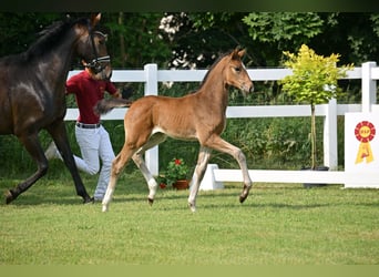 German Sport Horse, Mare, Foal (04/2025), Bay-Dark