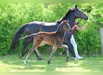 German Sport Horse, Mare, Foal (03/2024), Bay-Dark