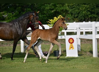 German Sport Horse, Mare, Foal (04/2025), Bay-Dark
