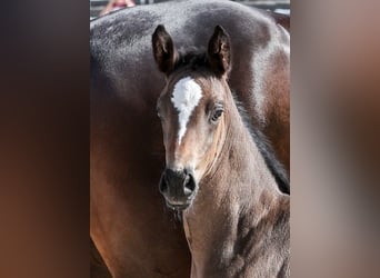 German Sport Horse, Mare, Foal (05/2025), Bay-Dark