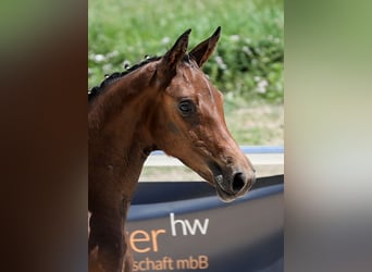 German Sport Horse, Mare, Foal (03/2025), Bay-Dark