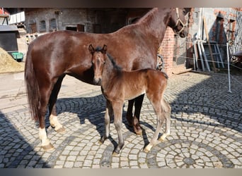 German Sport Horse, Mare, , Bay-Dark