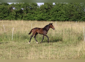 German Sport Horse, Mare, , Bay-Dark