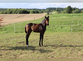 German Sport Horse, Mare, , Bay-Dark