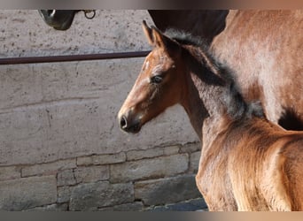 German Sport Horse, Mare, , Bay-Dark