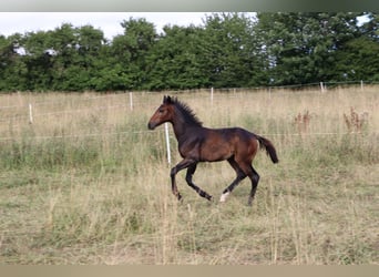 German Sport Horse, Mare, , Bay-Dark