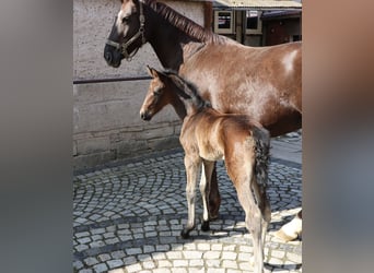 German Sport Horse, Mare, , Bay-Dark