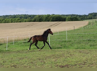 German Sport Horse, Mare, , Bay-Dark