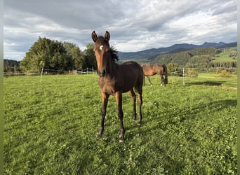 German Sport Horse, Mare, Foal (05/2026), Bay-Dark