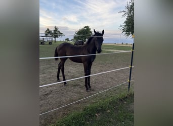 German Sport Horse, Mare, Foal (03/2026), Bay-Dark