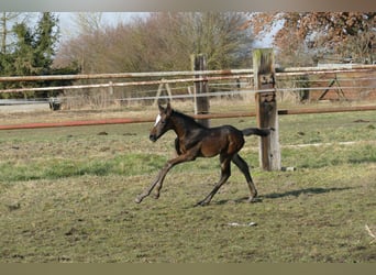 German Sport Horse, Mare, , Bay-Dark