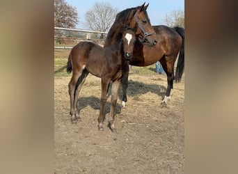 German Sport Horse, Mare, , Bay-Dark