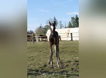 German Sport Horse, Mare, , Bay-Dark