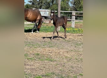German Sport Horse, Mare, , Bay-Dark
