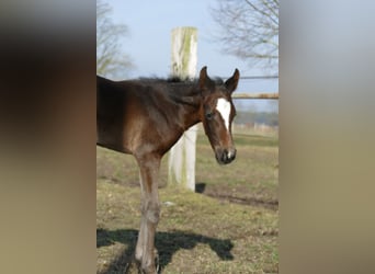 German Sport Horse, Mare, , Bay-Dark