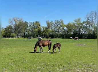 German Sport Horse, Mare, , Bay-Dark