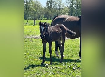 German Sport Horse, Mare, , Bay-Dark