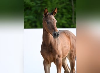German Sport Horse, Mare, Foal (05/2025), Bay-Dark