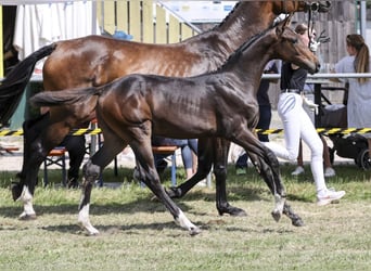 German Sport Horse, Mare, Foal (02/2025), Bay-Dark
