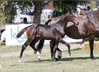German Sport Horse, Mare, Foal (02/2025), Bay-Dark