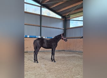German Sport Horse, Mare, Foal (01/2026), Black