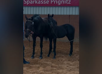 German Sport Horse, Mare, Foal (02/2024), Black