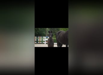 German Sport Horse, Mare, Foal (05/2025), Black