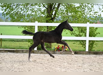 German Sport Horse, Mare, Foal (03/2026), Black