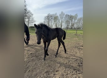 German Sport Horse, Mare, Foal (02/2024), Black