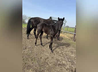 German Sport Horse, Mare, Foal (02/2024), Black