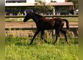 German Sport Horse, Mare, Foal (03/2023), Black