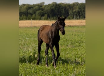 German Sport Horse, Mare, Foal (03/2023), Black