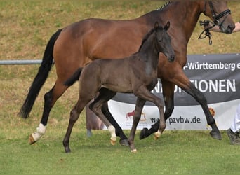 German Sport Horse, Mare, Foal (05/2025), Black