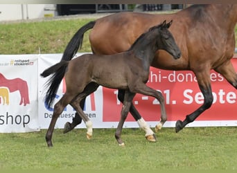 German Sport Horse, Mare, Foal (05/2025), Black