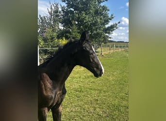 German Sport Horse, Mare, Foal (05/2025), Black