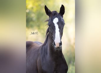 German Sport Horse, Mare, Foal (05/2025), Black