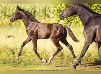 German Sport Horse, Mare, Foal (05/2025), Black
